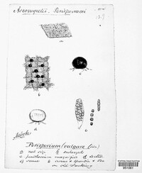Preussia vulgaris image